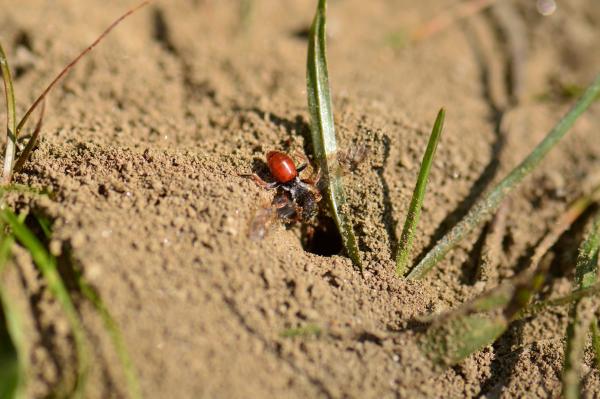 Wildbienen der Schweiz Schenkel-Wespenbiene - Nomada femoralis