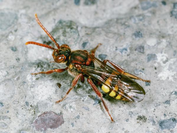 Wildbienen der Schweiz Gelbe Wespenbiene - Nomada flava