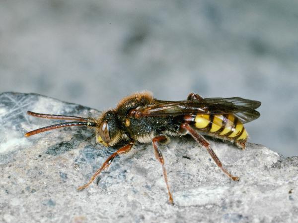 Wildbienen der Schweiz Gelbe Wespenbiene - Nomada flava
