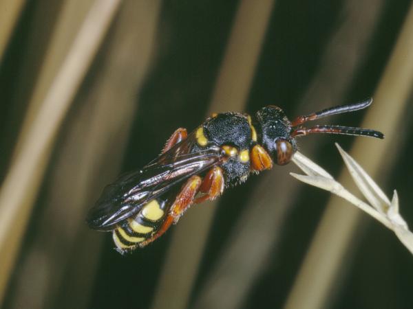 Wildbienen der Schweiz Greiskraut-Wespenbiene - Nomada flavopicta