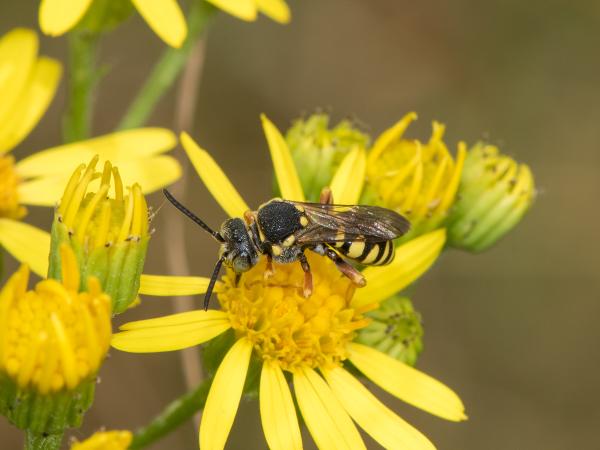 Wildbienen der Schweiz Greiskraut-Wespenbiene - Nomada flavopicta