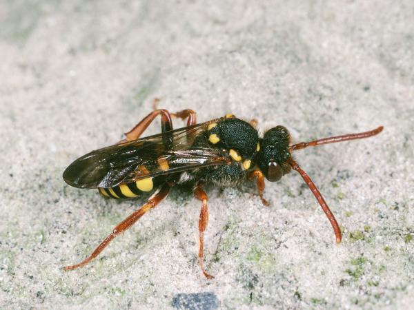Wildbienen der Schweiz Gelbfühler-Wespenbiene - Nomada fulvicornis