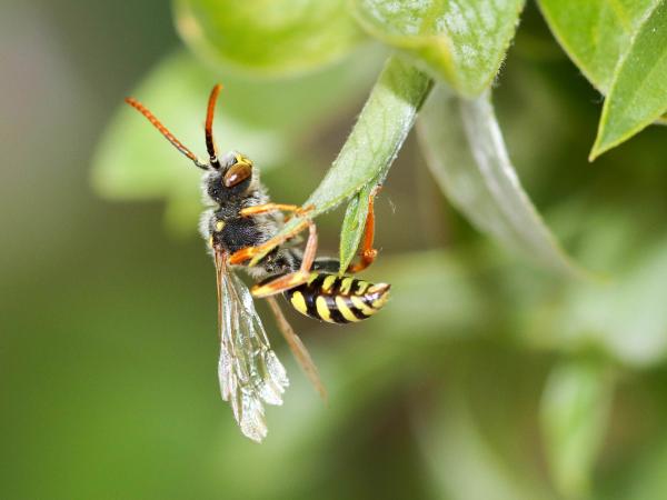 Wildbienen der Schweiz Gelbfühler-Wespenbiene - Nomada fulvicornis
