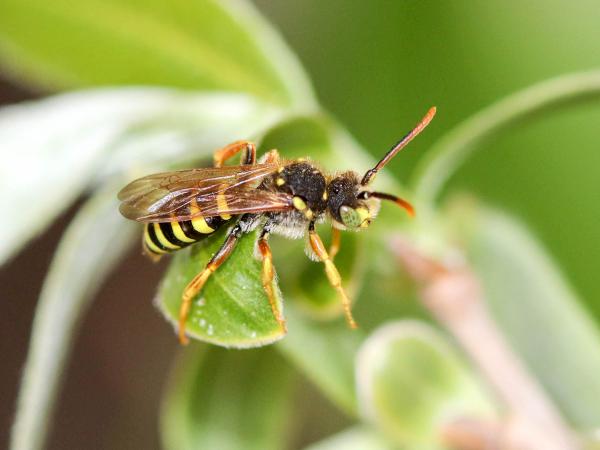 Wildbienen der Schweiz Feld-Wespenbiene - Nomada goodeniana