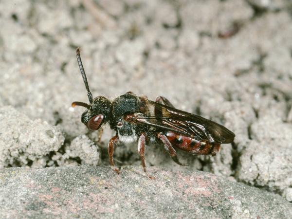 Wildbienen der Schweiz Habichtskraut-Wespenbiene - Nomada integra