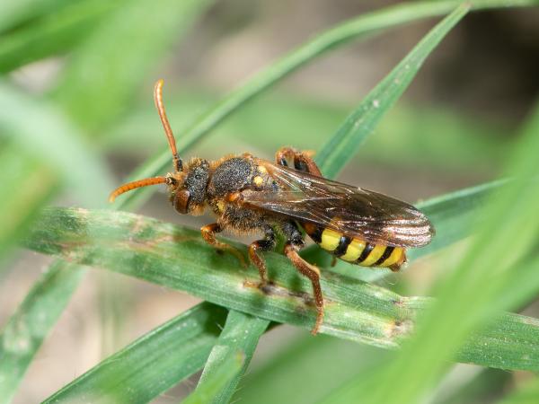 Wildbienen der Schweiz Rothaarige Wespenbiene - Nomada lathburiana
