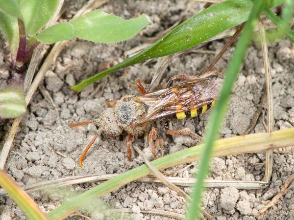 Wildbienen der Schweiz Rothaarige Wespenbiene - Nomada lathburiana