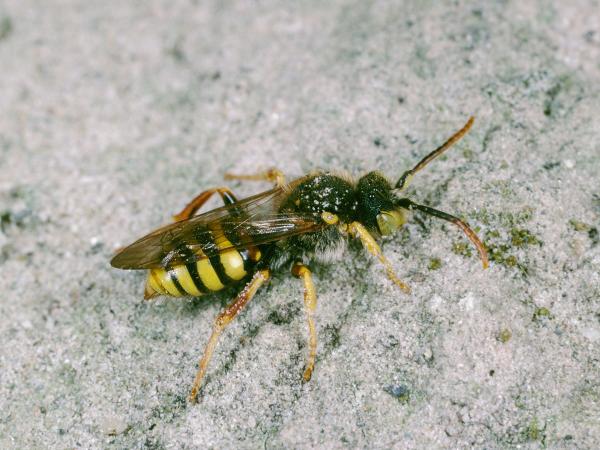 Wildbienen der Schweiz Rothaarige Wespenbiene - Nomada lathburiana
