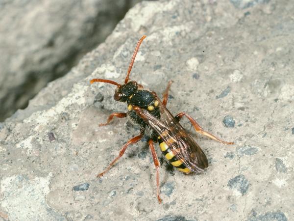 Les abeilles sauvages de Suisse Nomade de Marsham - Nomada marshamella