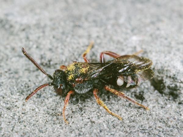 Wildbienen der Schweiz Vorfrühlings-Wespenbiene - Nomada obscura
