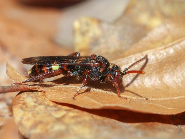 Wildbienen der Schweiz Panzers Wespenbiene - Nomada panzeri