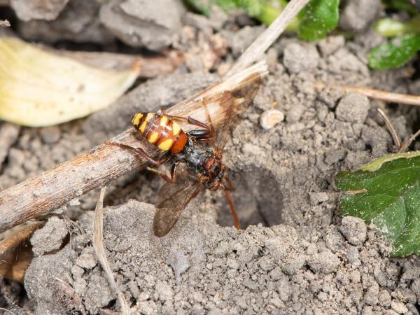 Wildbienen der Schweiz Panzers Wespenbiene - Nomada panzeri