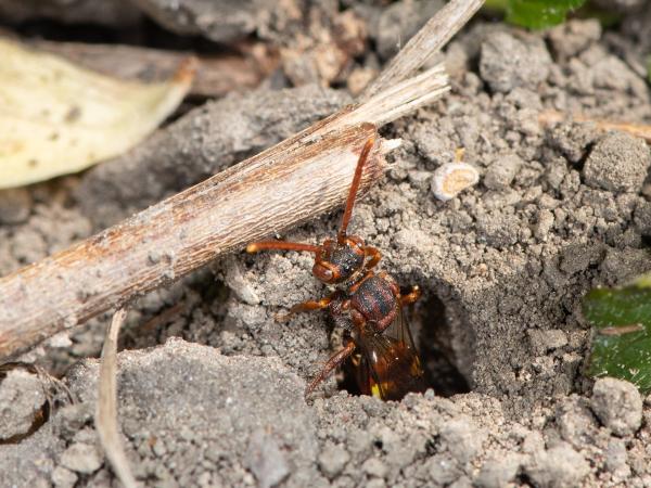 Wildbienen der Schweiz Panzers Wespenbiene - Nomada panzeri