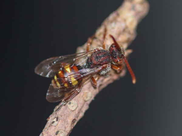 Wildbienen der Schweiz Rotfühler-Wespenbiene - Nomada ruficornis