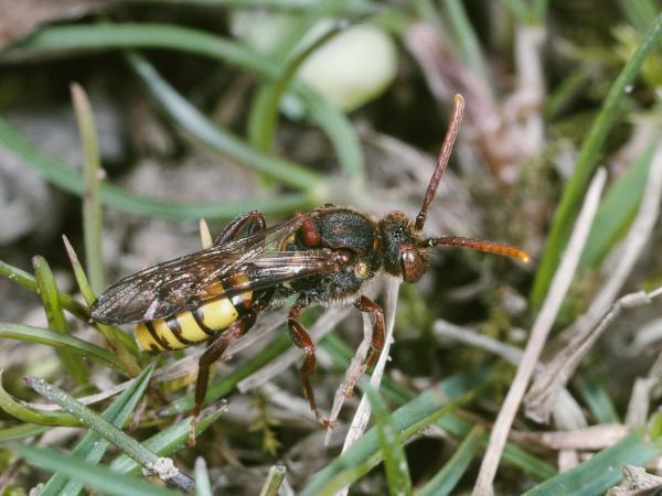 Wildbienen der Schweiz Stachelbeer-Wespenbiene - Nomada signata