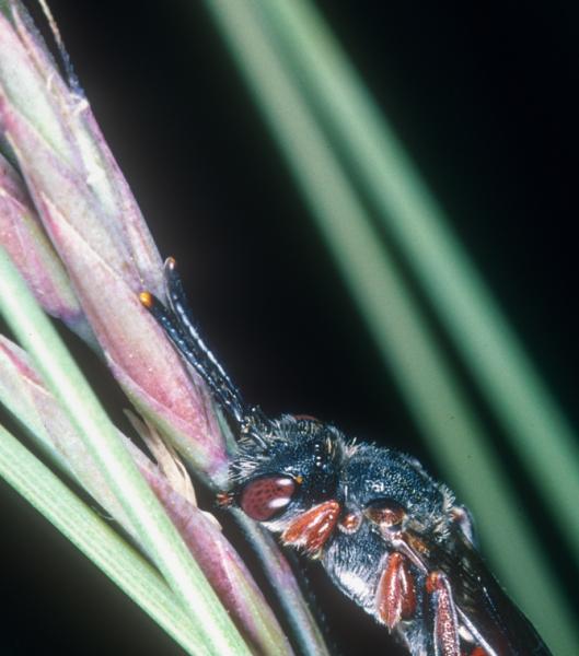 Les abeilles sauvages de Suisse Nomade semblable - Nomada similis