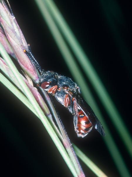 Wildbienen der Schweiz Ähnliche Wespenbiene - Nomada similis
