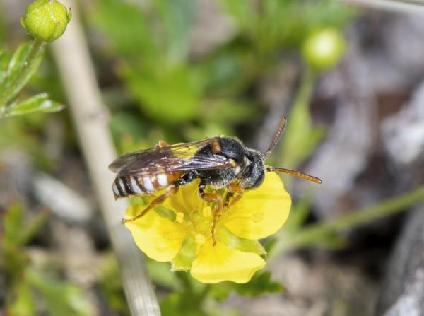 Wildbienen der Schweiz  - Nomada tormentillae