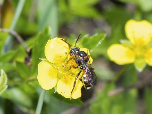 Wildbienen der Schweiz  - Nomada tormentillae
