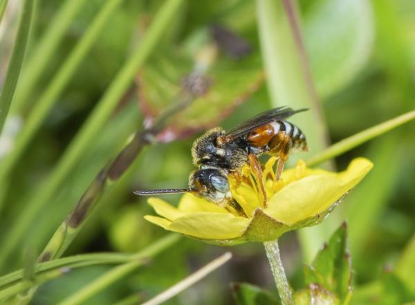 Wildbienen der Schweiz  - Nomada tormentillae