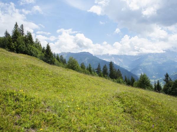 Wildbienen der Schweiz  - Nomada tormentillae