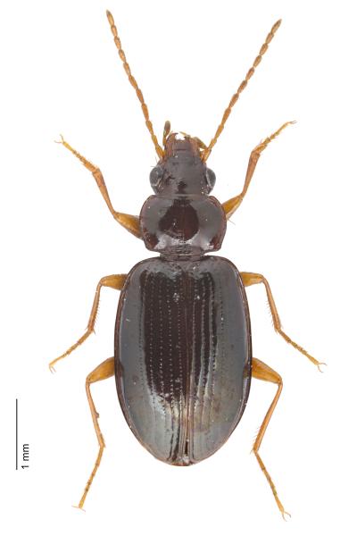 Carabes de Suisse  - Ocys quinquestriatus quinquestriatus