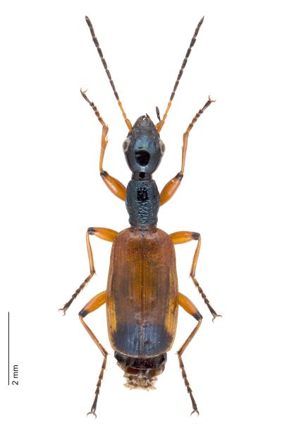   - Odacantha melanura