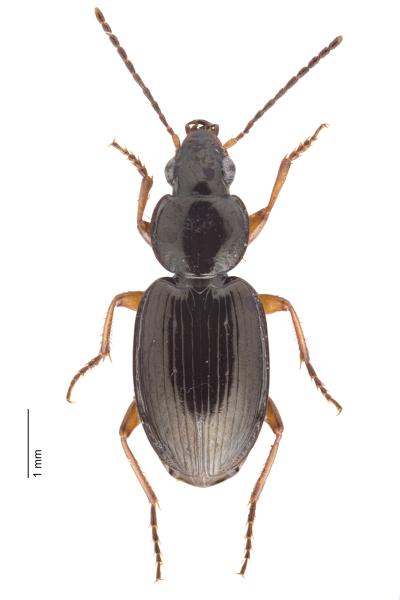 Carabes de Suisse  - Olisthopus sturmii