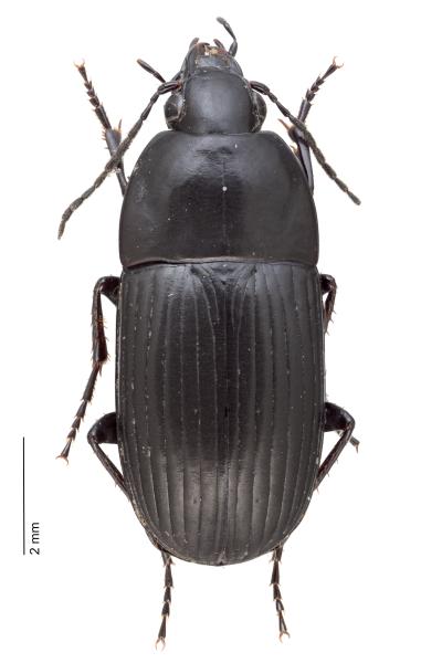 Carabes de Suisse  - Oodes helopioides helopioides