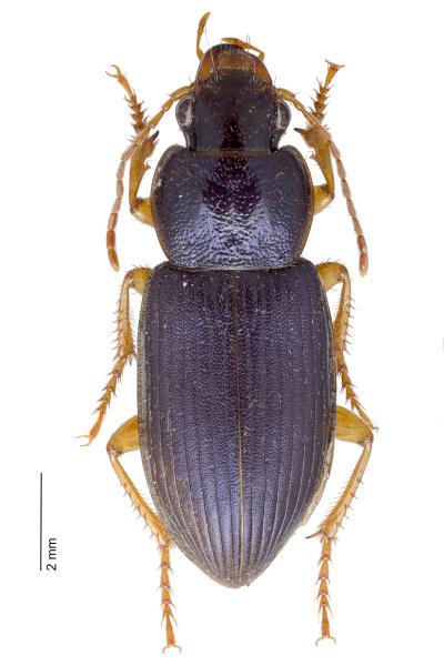 Carabes de Suisse  - Ophonus ardosiacus