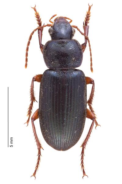 Carabes de Suisse  - Ophonus diffinis