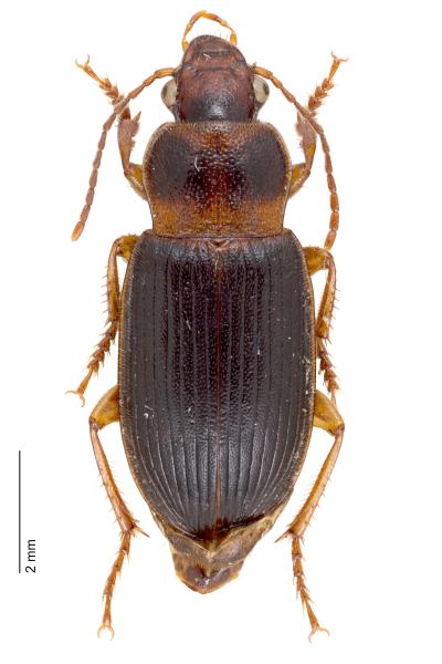 Carabes de Suisse  - Ophonus puncticeps