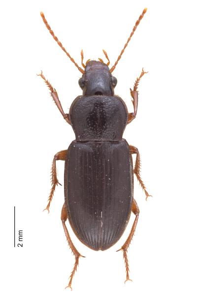 Carabes de Suisse  - Ophonus puncticollis