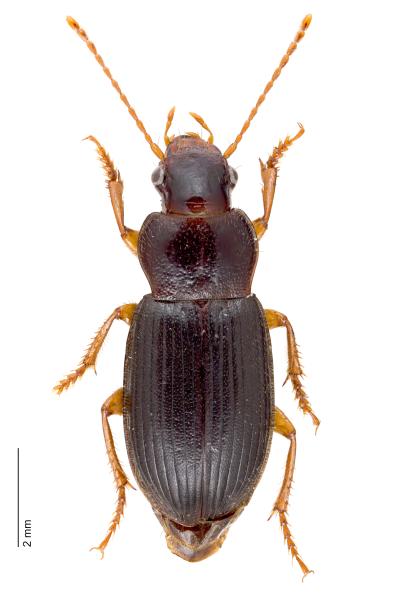Carabes de Suisse  - Ophonus rufibarbis