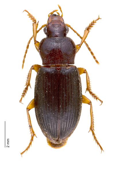 Carabes de Suisse  - Ophonus schaubergerianus