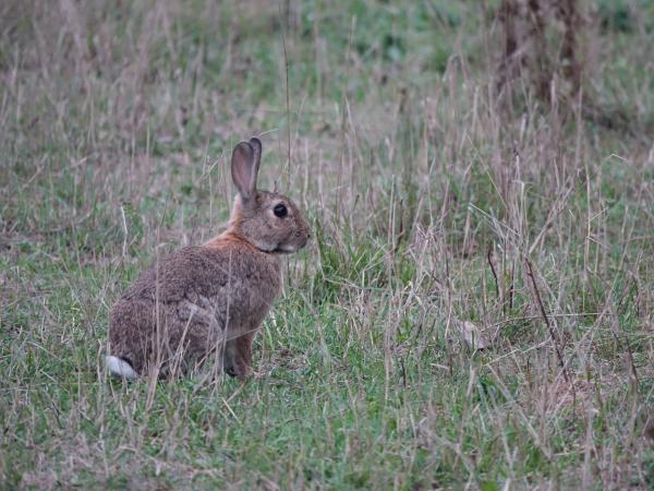  Wildkaninchen - Oryctolagus cuniculus