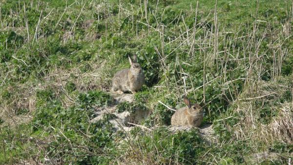  Wildkaninchen - Oryctolagus cuniculus