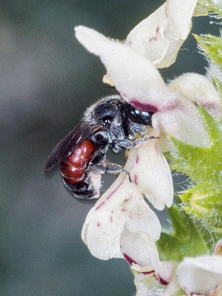 Wildbienen der Schweiz Rote Schneckenhausbiene - Osmia andrenoides
