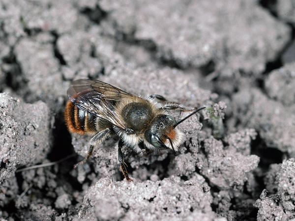 Les abeilles sauvages de Suisse  - Osmia aurulenta