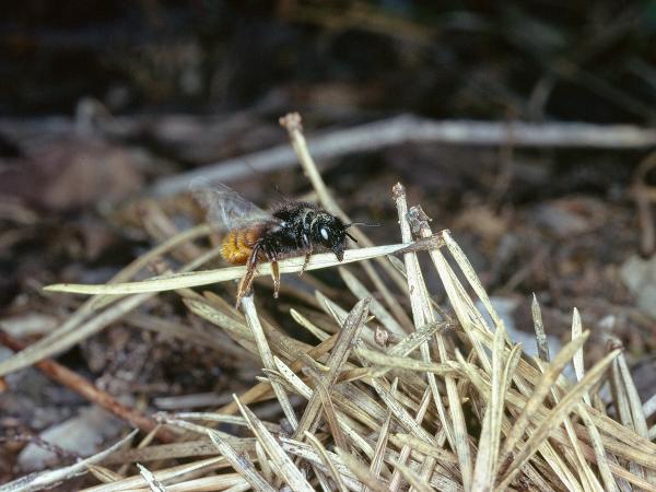 Wildbienen der Schweiz Zweifarbige Schneckenhausbiene - Osmia bicolor