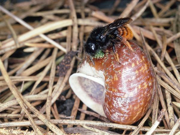 Wildbienen der Schweiz Zweifarbige Schneckenhausbiene - Osmia bicolor