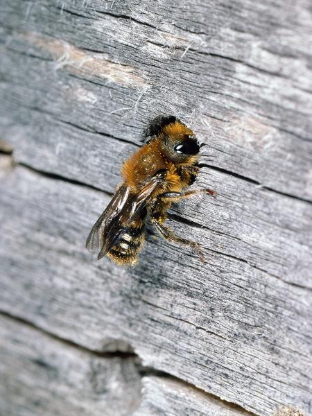 Wildbienen der Schweiz Schöterich-Mauerbiene - Osmia brevicornis