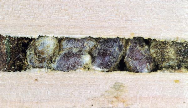 Wildbienen der Schweiz Schöterich-Mauerbiene - Osmia brevicornis