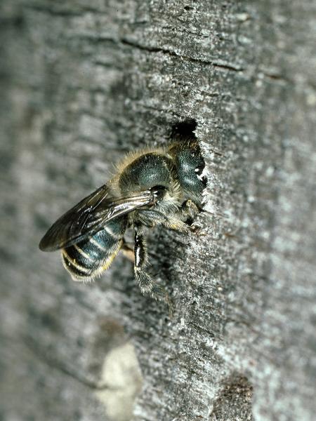 Les abeilles sauvages de Suisse Osmie bleu acier - Osmia caerulescens