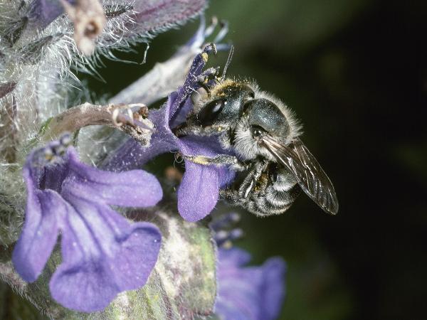 Les abeilles sauvages de Suisse Osmie bleu acier - Osmia caerulescens