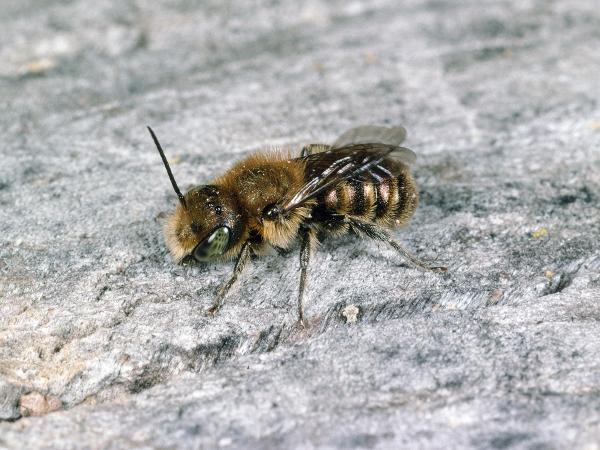 Les abeilles sauvages de Suisse Osmie bleu acier - Osmia caerulescens
