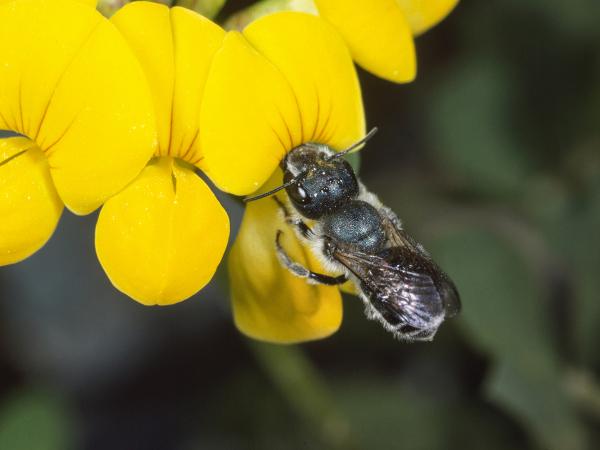 Les abeilles sauvages de Suisse Osmie bleu acier - Osmia caerulescens