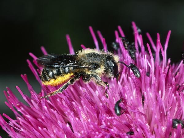 Wildbienen der Schweiz Zweihöckerige Mauerbiene - Osmia leaiana