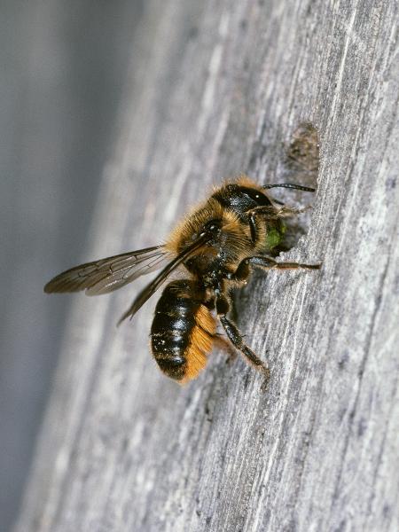 Wildbienen der Schweiz Zweihöckerige Mauerbiene - Osmia leaiana
