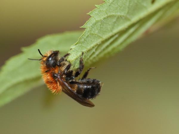Wildbienen der Schweiz Schwarzbürstige Mauerbiene - Osmia nigriventris
